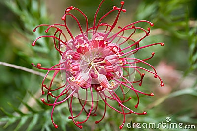 Grevillea banksii amazing flowering tropical tree Stock Photo