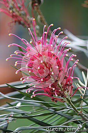 Grevillea banksii Stock Photo