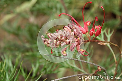 Grevillea banksii, kahili flower in the garden Stock Photo