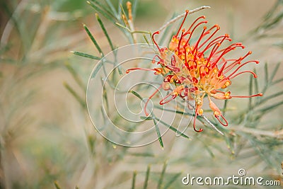Grevillea bipinnatifida, Fuchsia Grevillea in Kings Park, Perth, WA, Australia Stock Photo