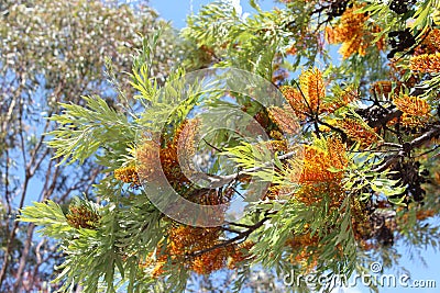 Grevillea Robusta Australian Silky Oak Tree Stock Photo