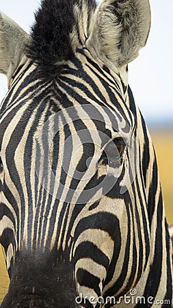 Close up of head of captive Grevys zebra Stock Photo