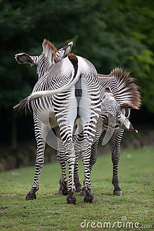 Grevy`s zebra Equus grevyi Stock Photo