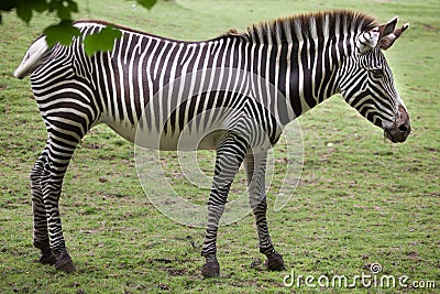 Grevy`s zebra Equus grevyi Stock Photo