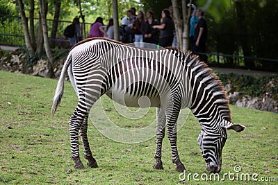 Grevy`s zebra Equus grevyi Editorial Stock Photo