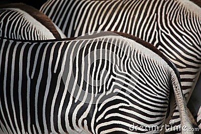 Grevy's zebra (Equus grevyi), also known as the imperial zebra. Stock Photo