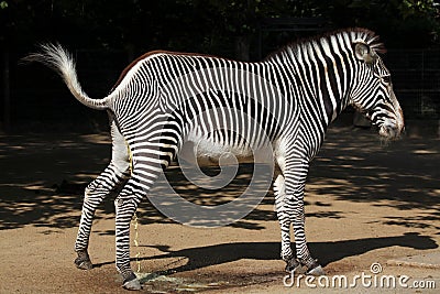 Grevy's zebra (Equus grevyi), also known as the imperial zebra. Stock Photo