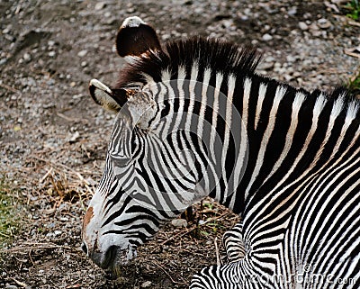 Grevy`s zebra Equus grevyi aslo know as the imperial zebra portrait Stock Photo