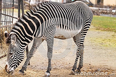 Grevy`s Zebra is grazing on the grass i Stock Photo
