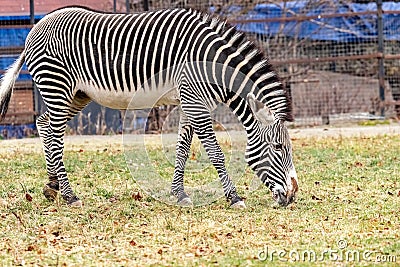 Grevy`s Zebra is grazing on the grass i Stock Photo