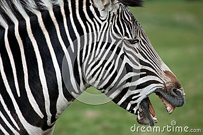 Grevy's Zebra side profile Stock Photo