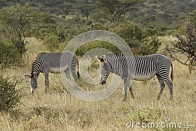 Grevy`s zebras grazing, Samburu, Kenya Stock Photo