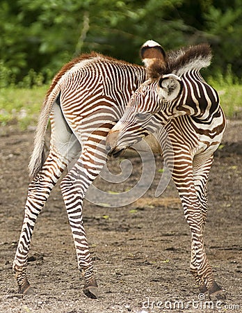Grevy Zebra Stock Photo