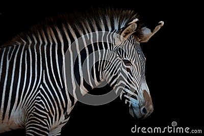 Grevy zebra in profile looking at camera Stock Photo