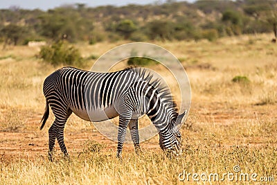 Grevy zebras are grazing in the countryside of Samburu in Kenya Stock Photo