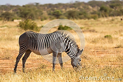 Grevy zebras are grazing in the countryside of Samburu in Kenya Stock Photo