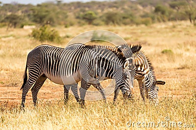 Grevy zebras are grazing in the countryside of Samburu in Kenya Stock Photo