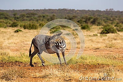 Grevy zebras are grazing in the countryside of Samburu in Kenya Stock Photo