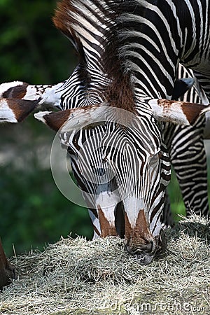 Grevys zebra with beautiful white stripes in the park Stock Photo