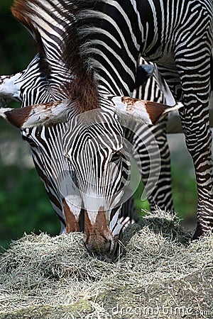 Grevys zebra with beautiful white stripes in the park Stock Photo