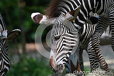 Grevys zebra with beautiful white stripes in the park Stock Photo