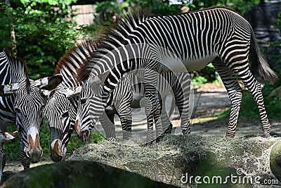 Grevys zebra with beautiful white stripes in the park Stock Photo