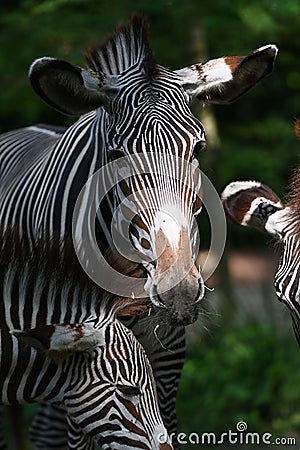 Grevys zebra with beautiful white stripes in the park Stock Photo