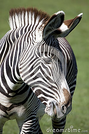 Grevys Zebra Stock Photo