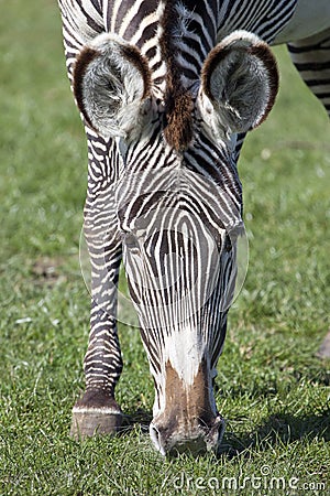Grevys Zebra Stock Photo