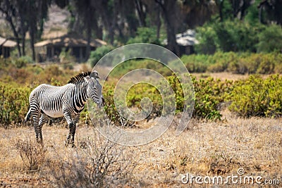 Grevys zebra or Imperial zebra outdoors in the african wilderness in samburu national park in Kenya. Stock Photo