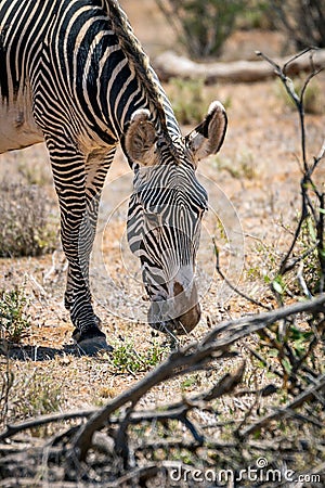 Grevys zebra or Imperial zebra outdoors in the african wilderness in samburu national park in Kenya. Stock Photo