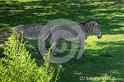 Grevys Zebra Pair Stock Photo