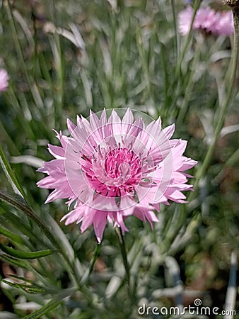 Cornflower plant, top view. Pink colour Stock Photo
