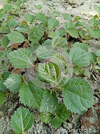 Grewia little plant greengardon little born Stock Photo