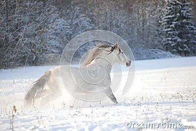 Grey andalusian horse through gallops the snow Stock Photo
