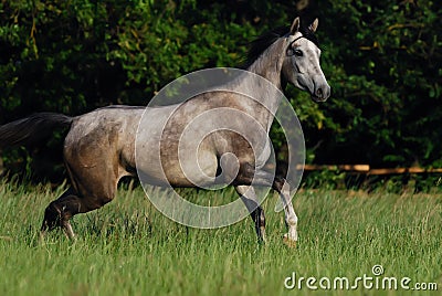 Grey arabian horse Stock Photo