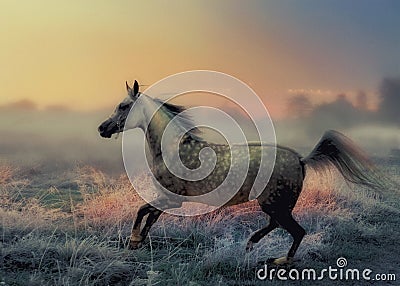 Grey arabian horse Stock Photo