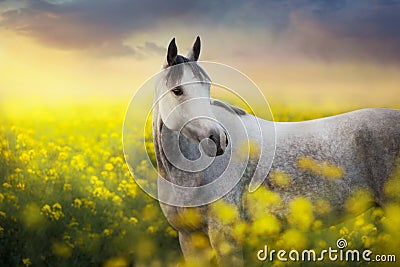 Grey arabian horse portrait in rape Stock Photo