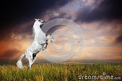 A grey arabian horse rearing Stock Photo