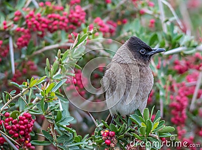 Grey bird in a bush with green leaves and bright red berries Stock Photo