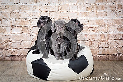Grey, black and brown puppies breed Neapolitana Mastino. Dog handlers training dogs since childhood. Stock Photo