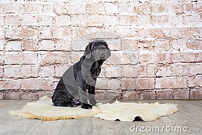 Grey, black and brown puppies breed Neapolitana Mastino. Dog handlers training dogs since childhood. Stock Photo