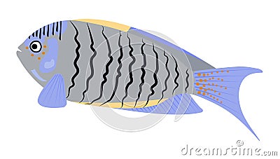 Grey-blue angelfish, illustration Vector Illustration