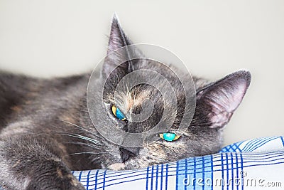 Bored grey Cat with blue eys lying on bed and relaxing Stock Photo