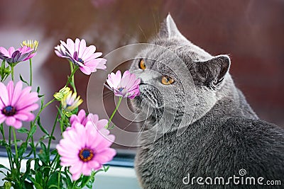 Grey British cat sniffs pink flowers, feline character and behavior Stock Photo