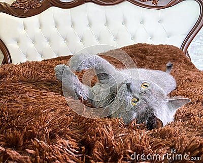 Grey british cat with yellow eyes lying on old fashioned bed with brown fur Stock Photo