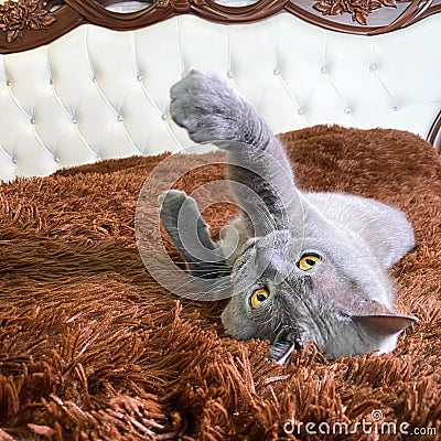 Grey british cat with yellow eyes lying on old fashioned bed with brown fur Stock Photo