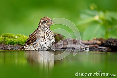 Grey brown song thrush Turdus philomelos, sitting in the water, nice lichen tree branch, bird in the nature habitat, spring - nest Stock Photo