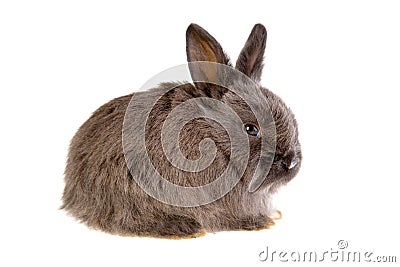 Grey bunny, isolated Stock Photo
