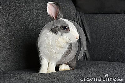 Grey bunny rabbit looking to viewer, Little bunny sitting on sofa armchair. Stock Photo